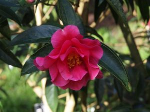 Camellia reticulata ‘Captain Rowes’