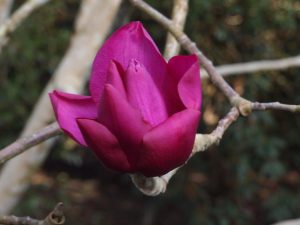 Magnolia ‘Lanarth’ (New Zealand form)