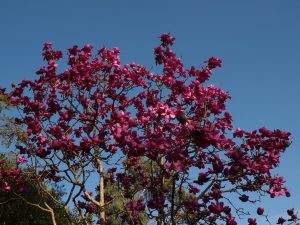 Magnolia ‘Lanarth’ (New Zealand form)