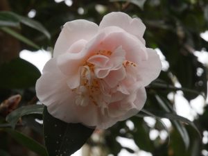 Camellia ‘Mrs D W Davis’