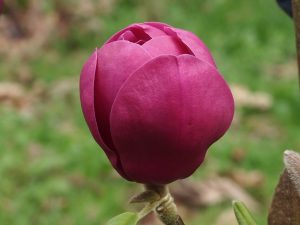 Magnolia ‘Black Tulip’