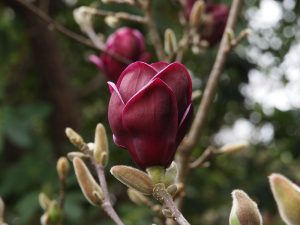 Magnolia ‘Genie’