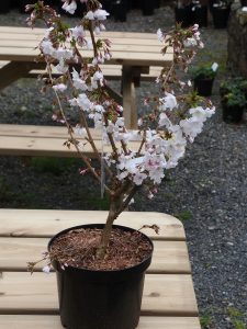 Prunus nipponica ‘Brilliant’