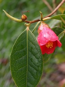 Camellia pittardii