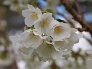 Prunus ‘Umineko’