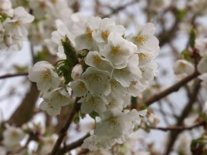 Prunus ‘Umineko’