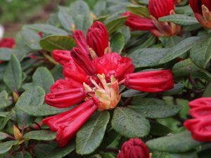 Rhododendron ‘Red Centurion’