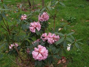 Rhododendron irroratum ‘Polkadot’