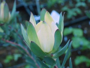 Leucadendron salignum x discolor ‘Sixteen Candles’