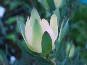 Leucadendron salignum x discolor ‘Sixteen Candles’