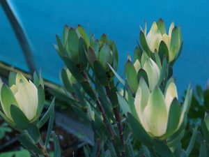 Leucadendron salignum x discolor ‘Sixteen Candles’