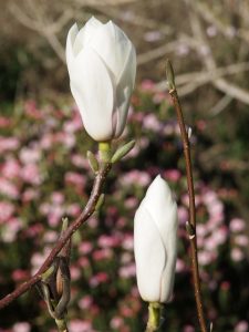 Magnolia ‘Delicatissima’