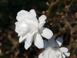 Magnolia x loebneri ‘Powder Puff’