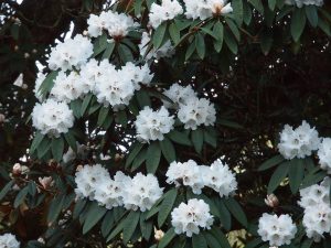 white arboreums