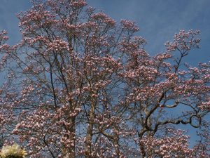 Magnolia x veitchii