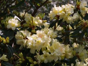 Rhododendron bauhuiniiflorum
