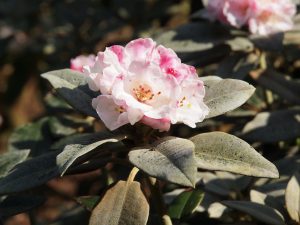 Rhododendron pseudochyrsanthemum