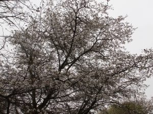 Magnolia x proctoriana