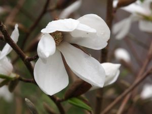 Magnolia x loebneri ‘Snow Drift’