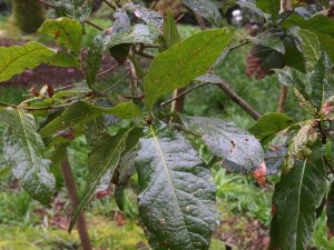 Quercus rhysophylla ‘Maya’