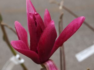 Magnolia ‘Burgundy Star’