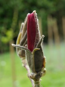 Magnolia ‘Burgundy Star’