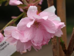 Prunus matsumae ‘Beni-Yutaka’