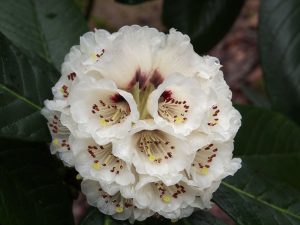 Rhododendron sinogrande ‘Lord Rudolph’