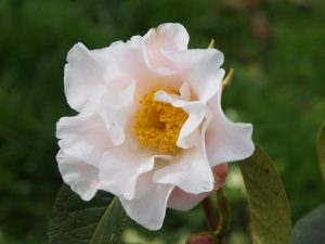 Camellia reticulata (white)