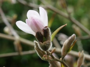 Magnolia x loebneri ‘Lucy Carlson’