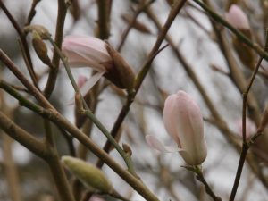 Magnolia x loebneri ‘Lucy Carlson’