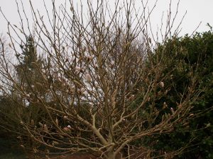 Magnolia x loebneri ‘Lucy Carlson’