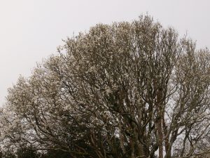Magnolia salicifolias