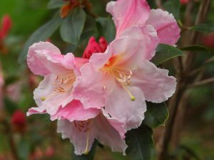 Rhododendron ‘Anne Teese’