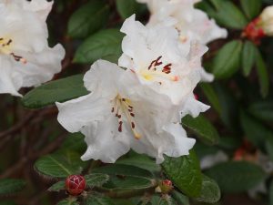 Rhododendron edgeworthii x leucaspis