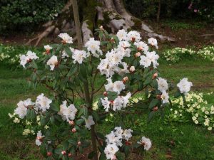 Rhododendron edgeworthii x leucaspis