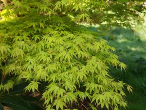 Acer palmatum ‘Katsura’