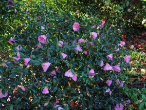 Camellia x williamsii ‘Ladys Maid’