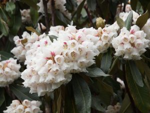 Rhododendron soilenhense