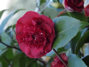 Camellia ‘Ruby Wedding’