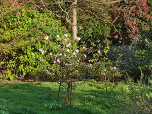 Magnolia ‘Todds Fortyniner’