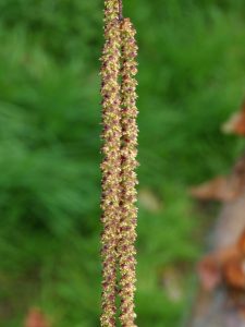 Betula albosinensis ‘Bowling Green’