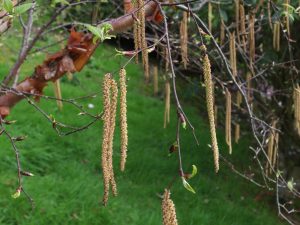 Betula albosinensis ‘Bowling Green’