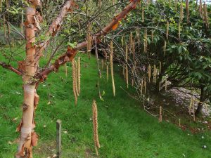 Betula albosinensis ‘Bowling Green’