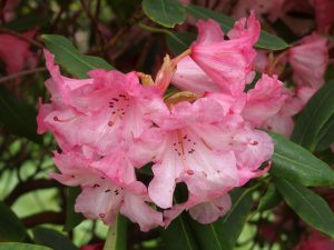 FJW’s last rhododendron hybrids