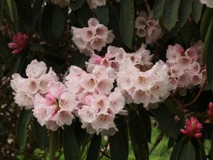 white Rhododendron arboreum
