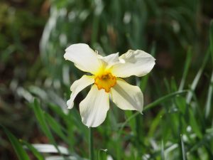 late daffodil