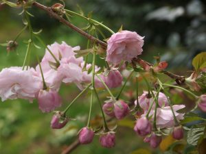 Prunus matsumae-hanagasa (‘Pink Parasol’)