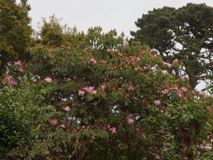 Rhododendron loderi ‘King George’