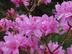 Rhododendron kiyosumense